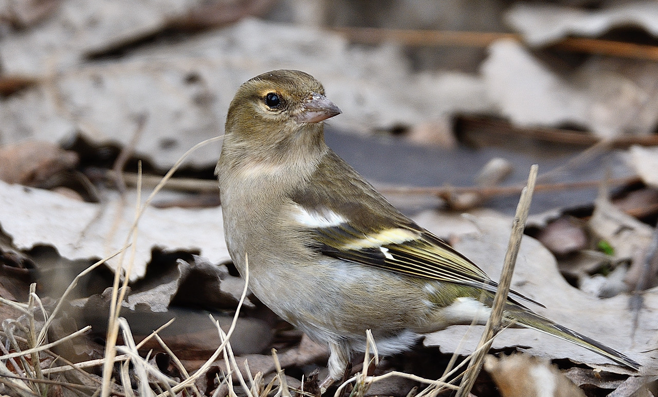 Common Chaffinch